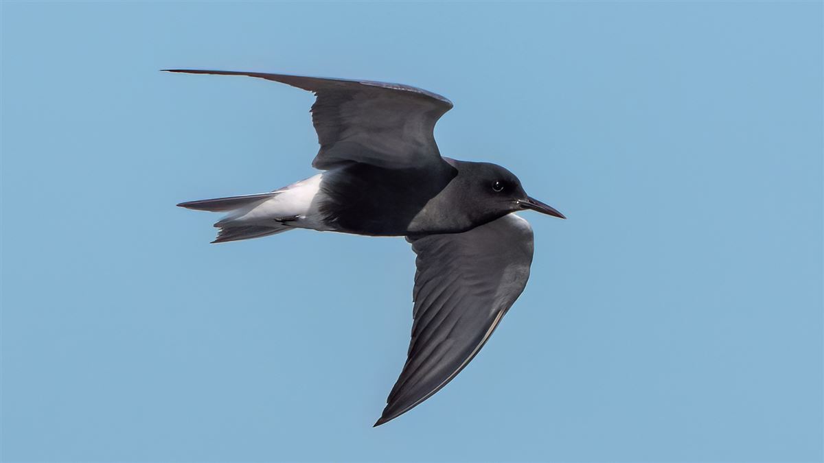 Black Tern