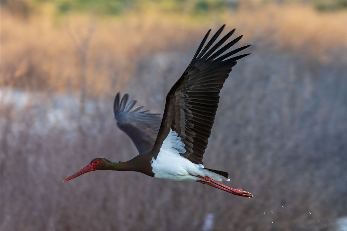 Black Stork