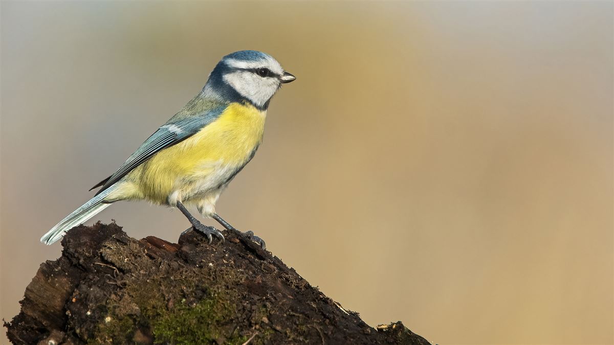 Eurasian Blue Tit