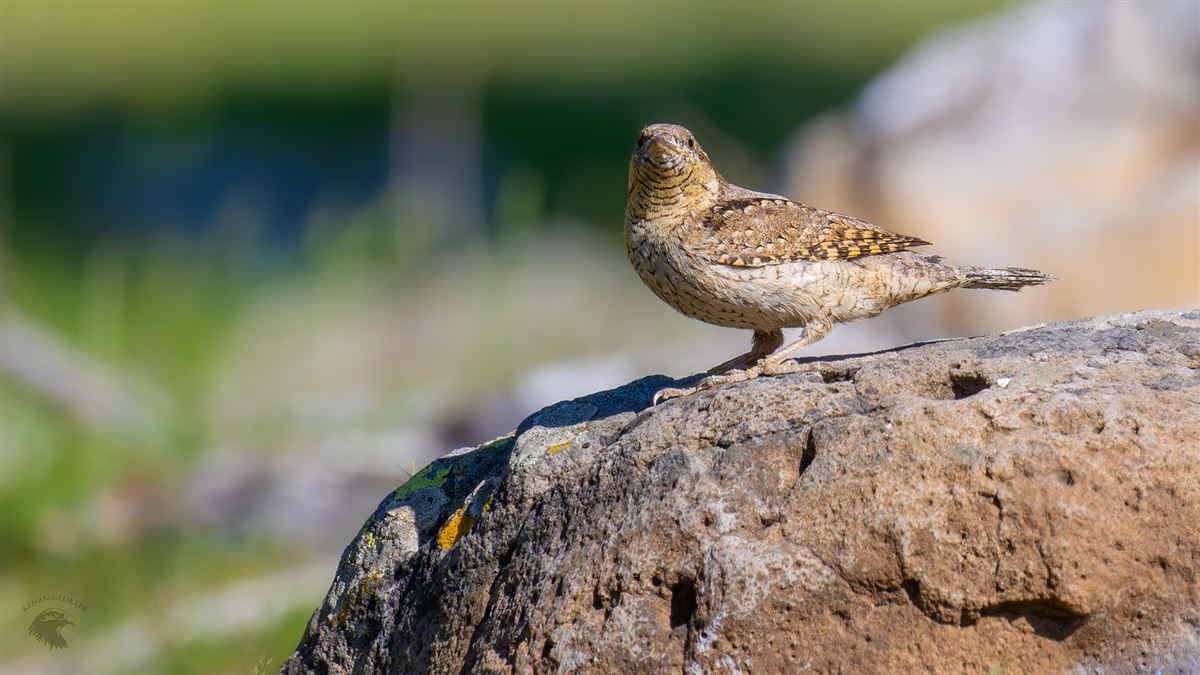 Eurasian Wryneck