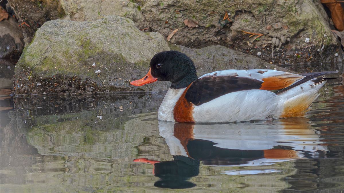 Common Shelduck