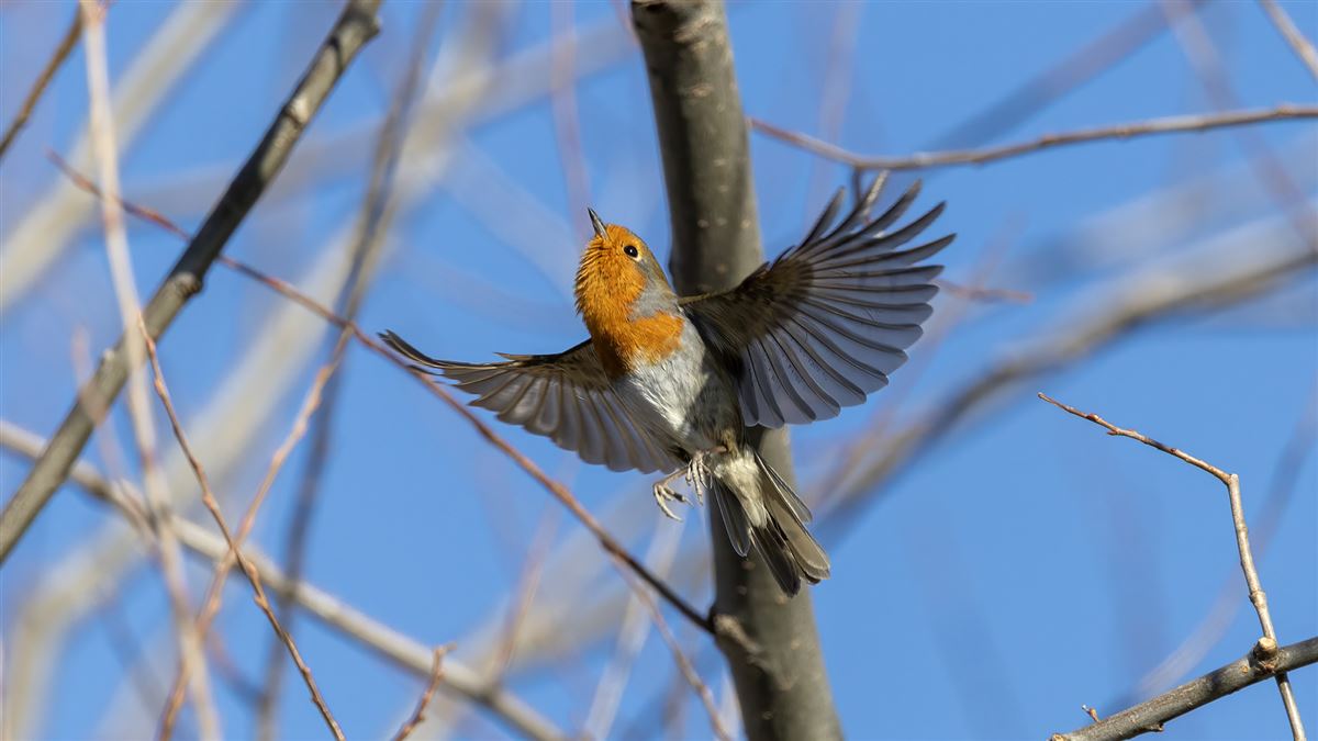 European Robin