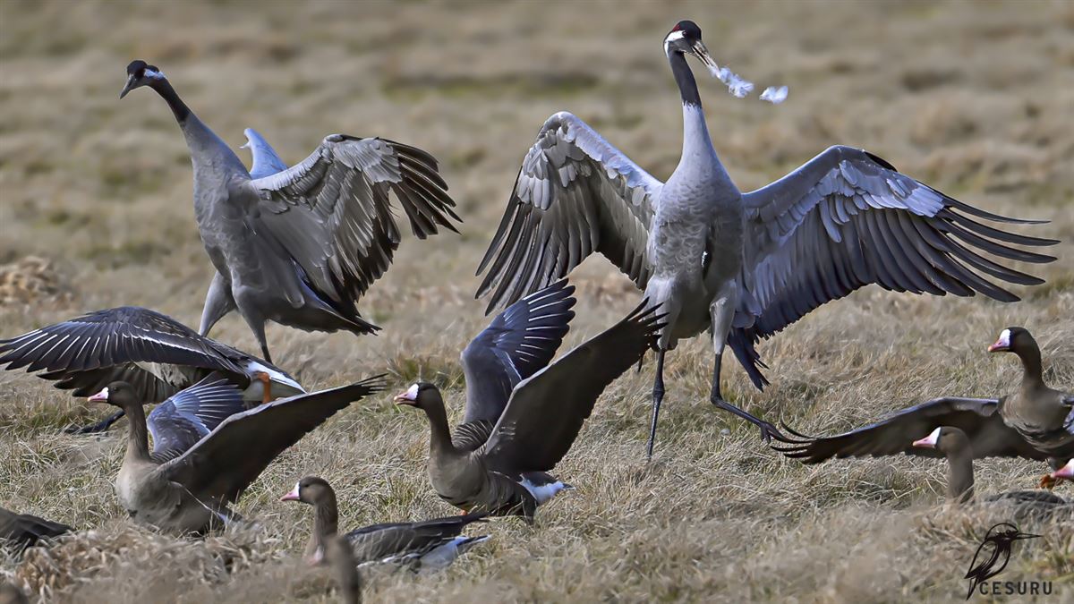 Greater White-fronted Goose