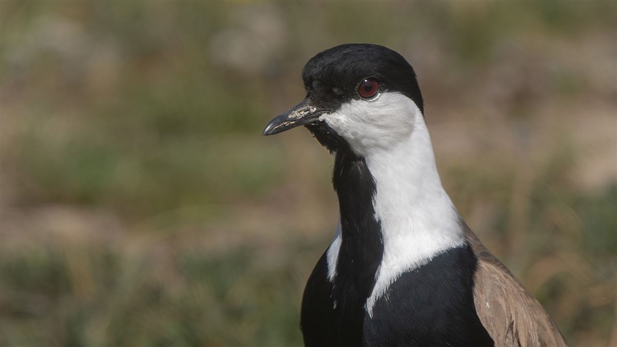 Spur-winged Lapwing
