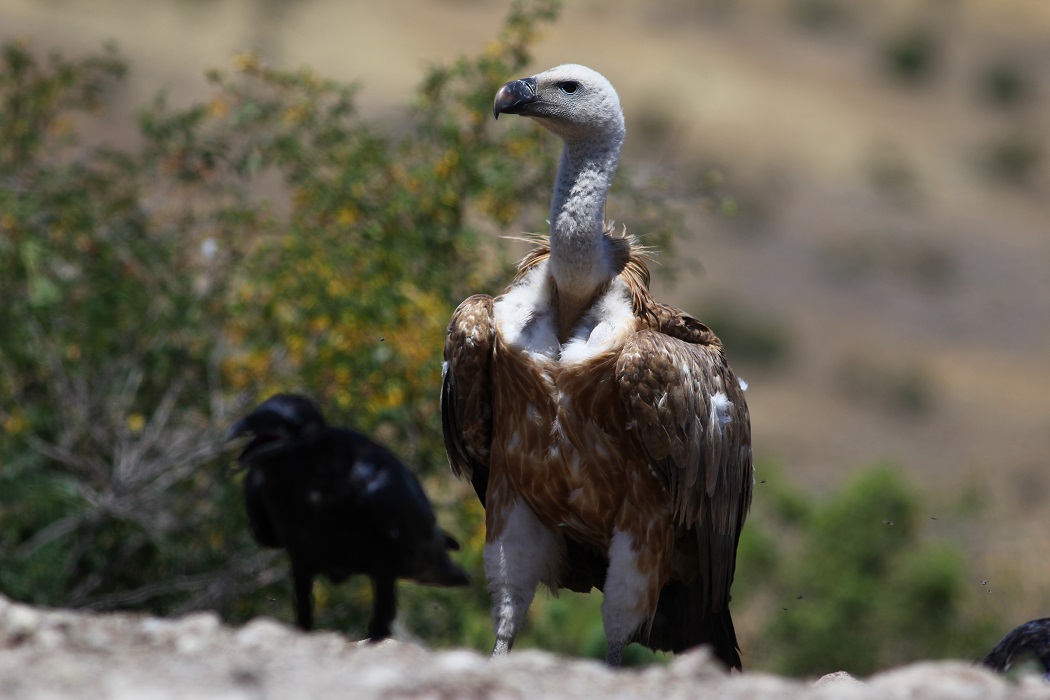 Griffon Vulture