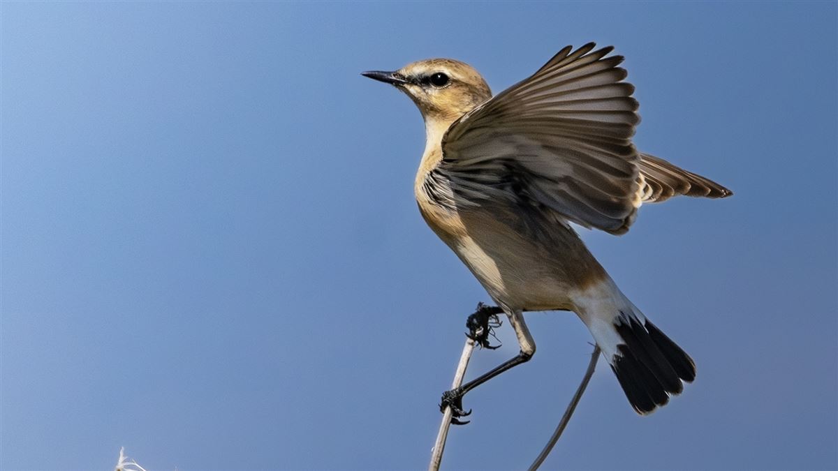Isabelline Wheatear