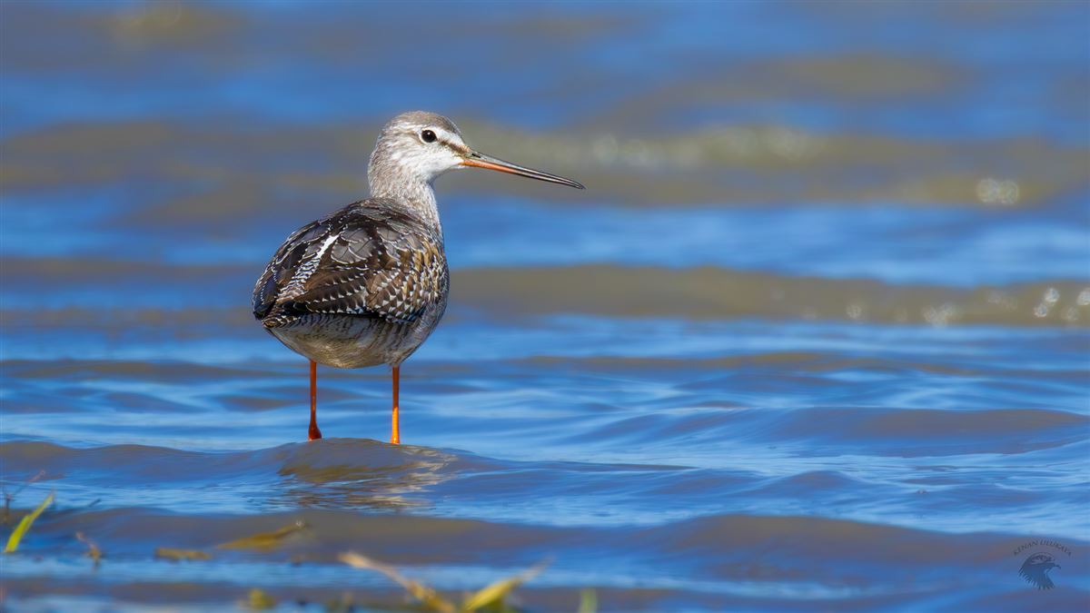 Spotted Redshank