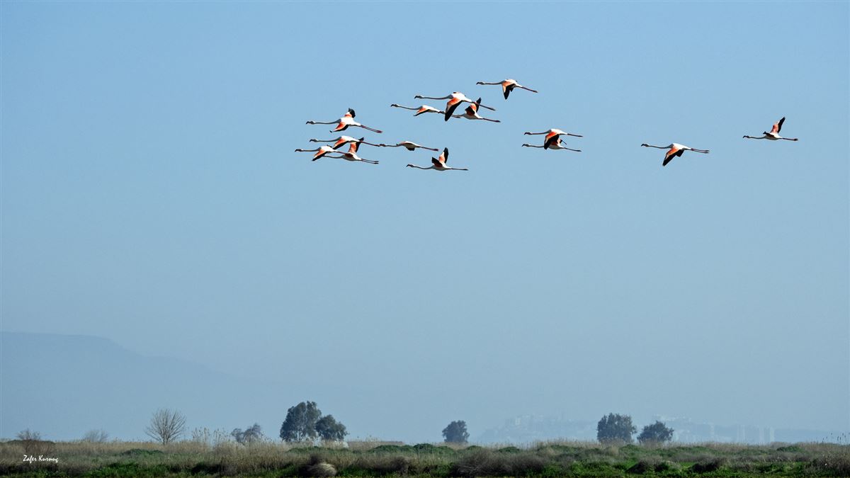 Greater Flamingo