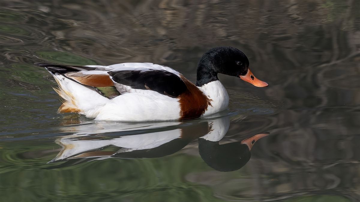 Common Shelduck