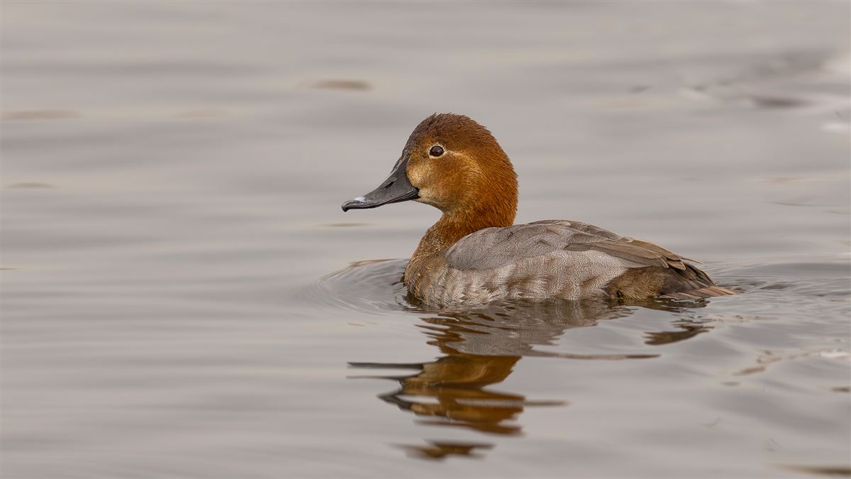 Common Pochard
