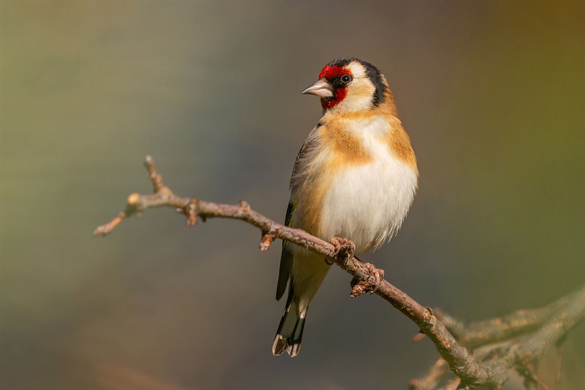 European Goldfinch