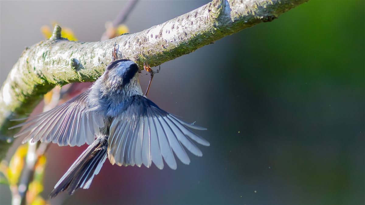 Long-tailed Tit