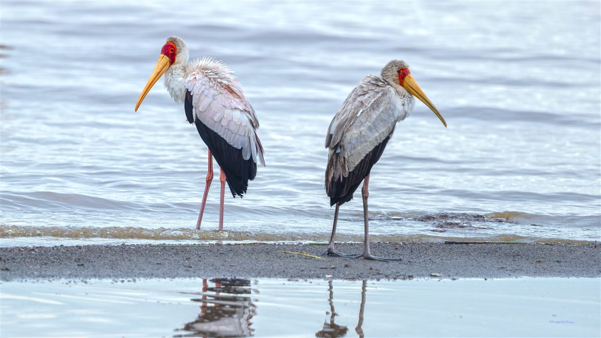 Yellow-billed Stork