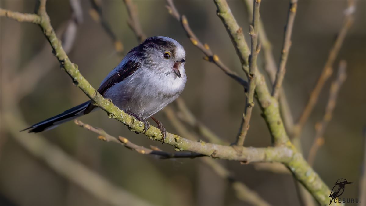 Long-tailed Tit