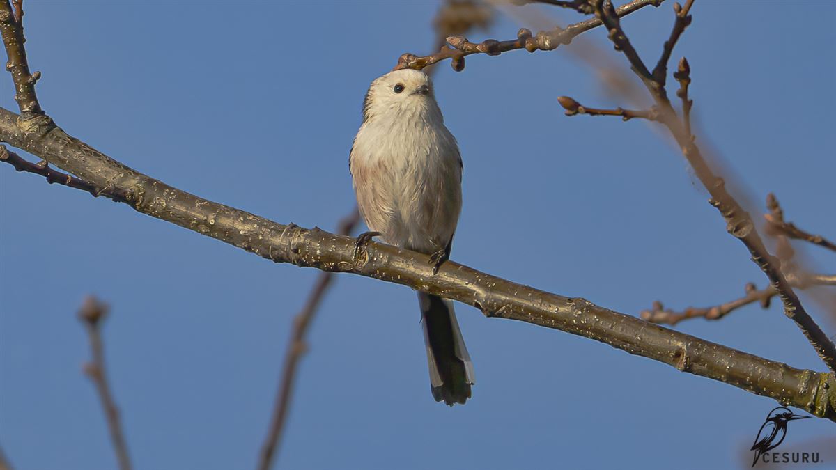 Long-tailed Tit