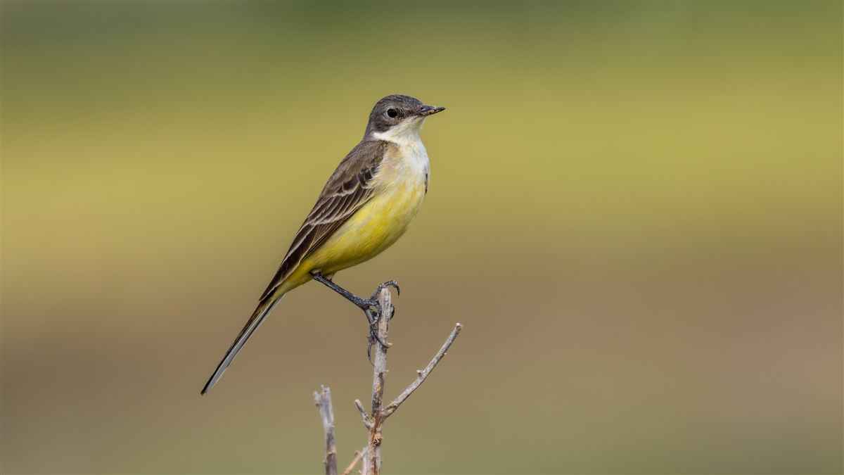 Western Yellow Wagtail
