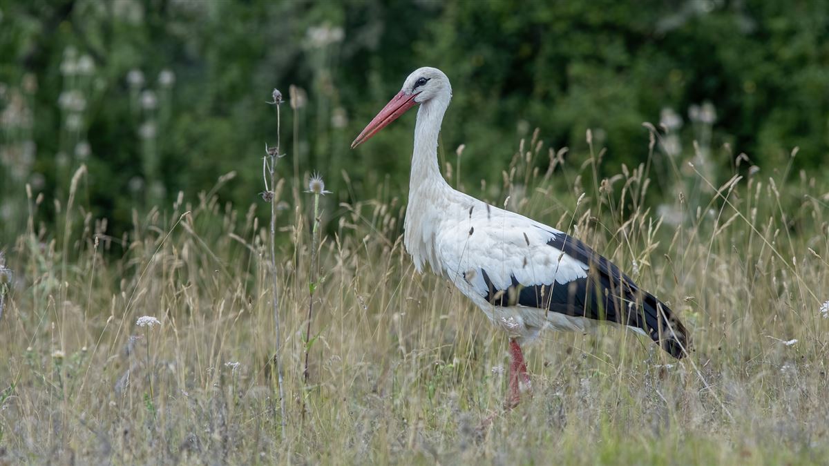 White Stork
