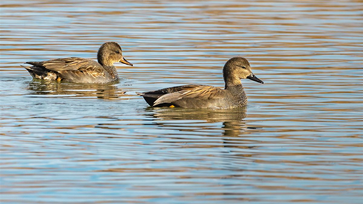 Gadwall