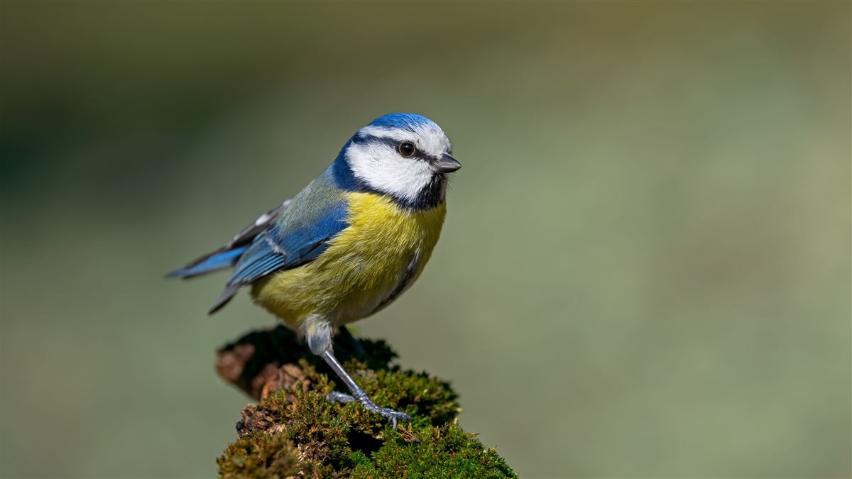 Eurasian Blue Tit