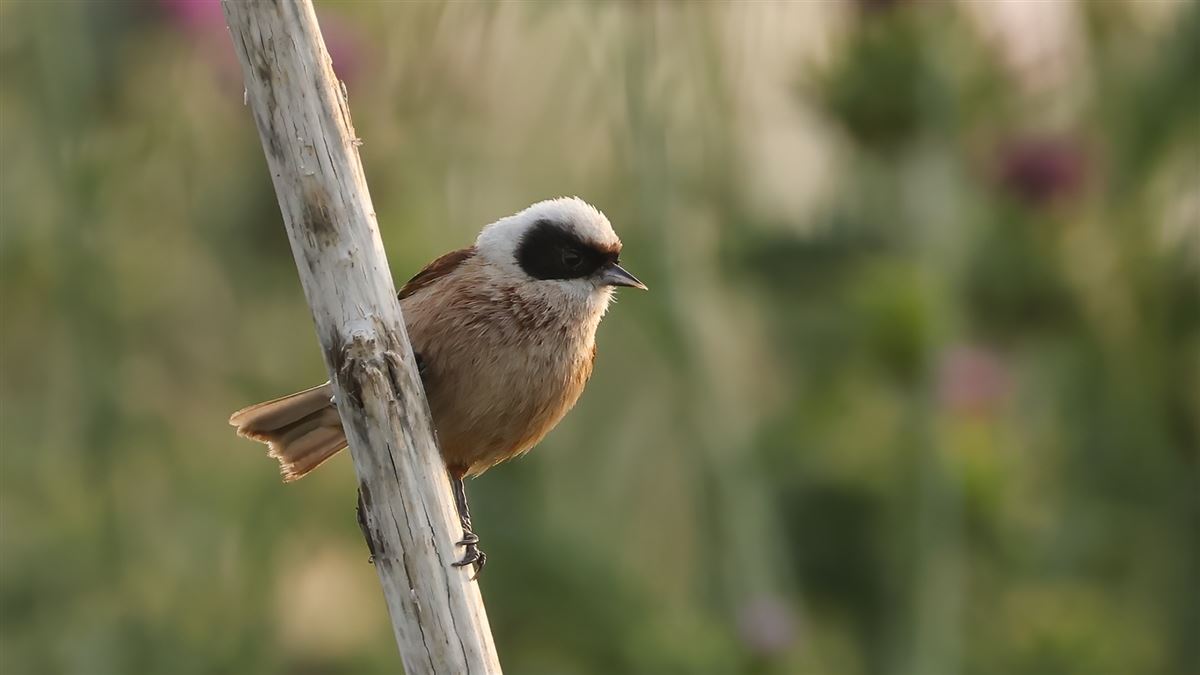 Eurasian Penduline Tit