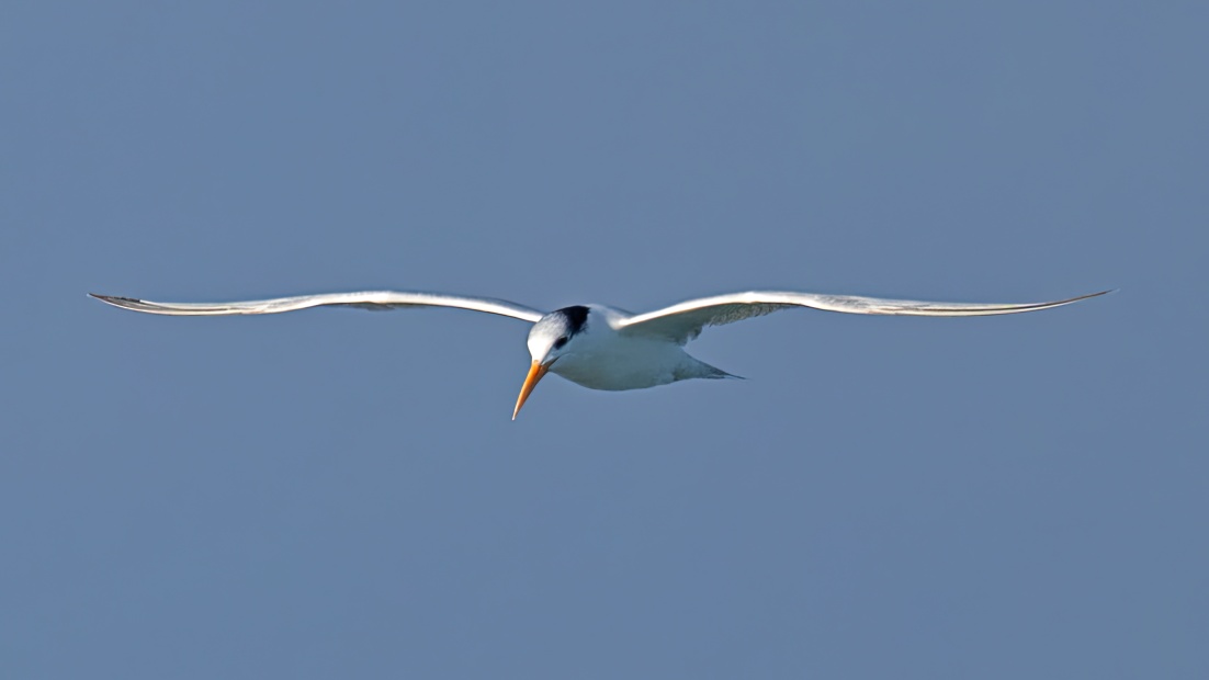 Lesser Crested Tern