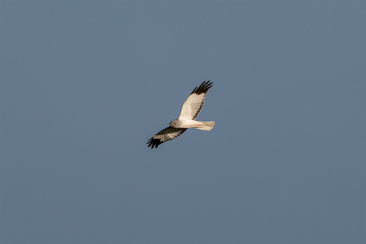 Hen Harrier