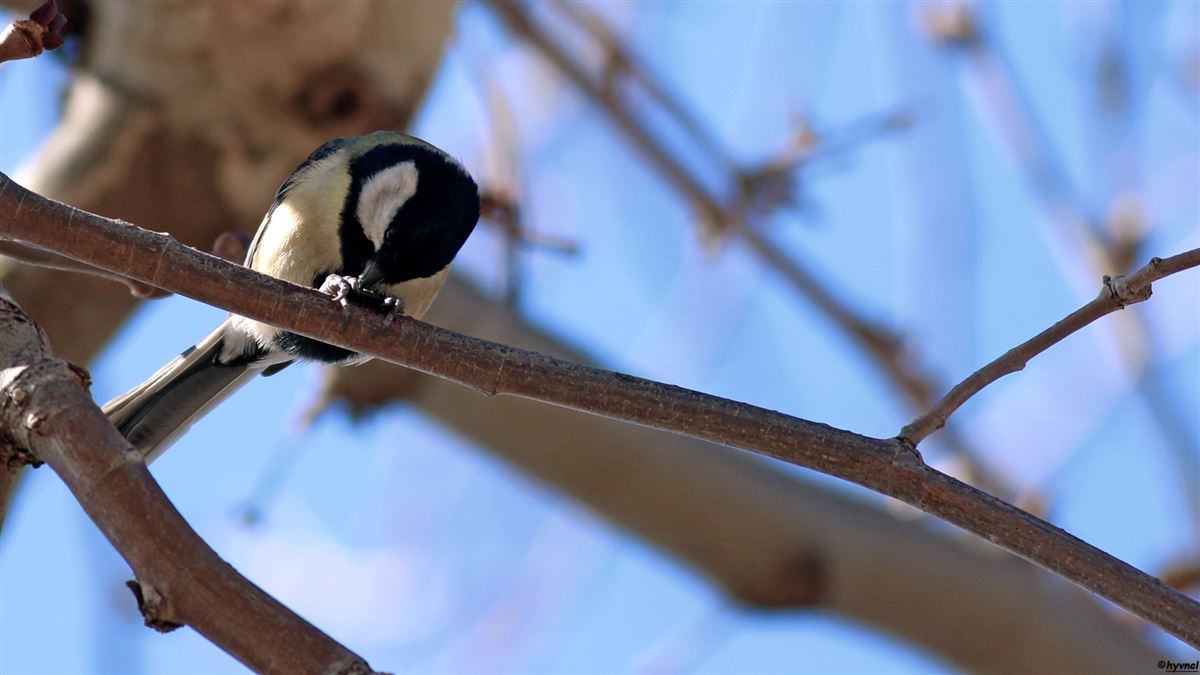 Great Tit