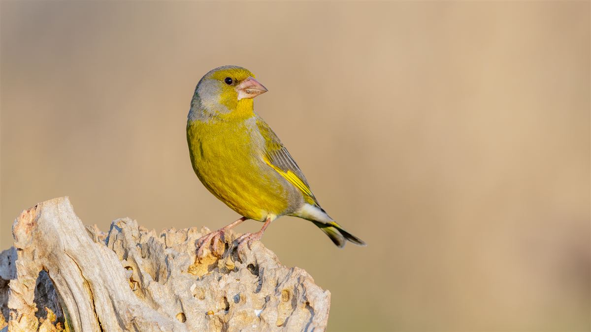 European Greenfinch
