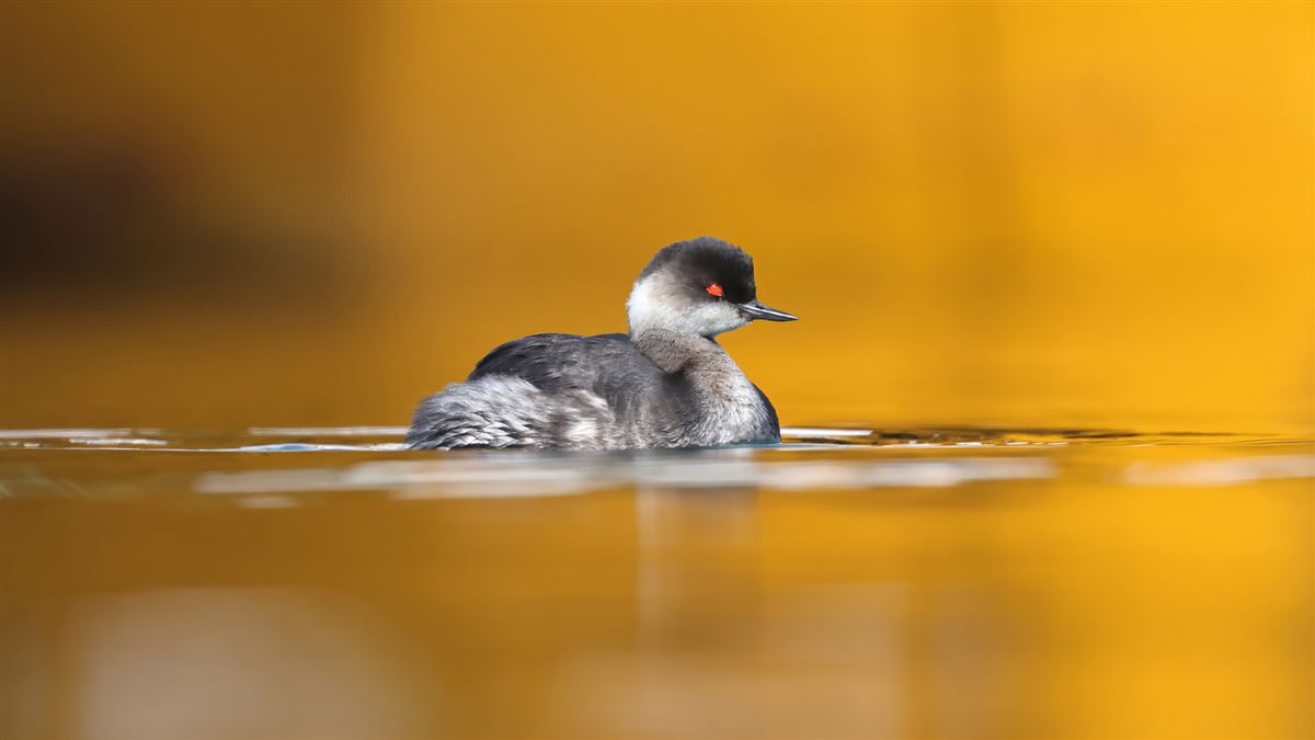 Black-necked Grebe