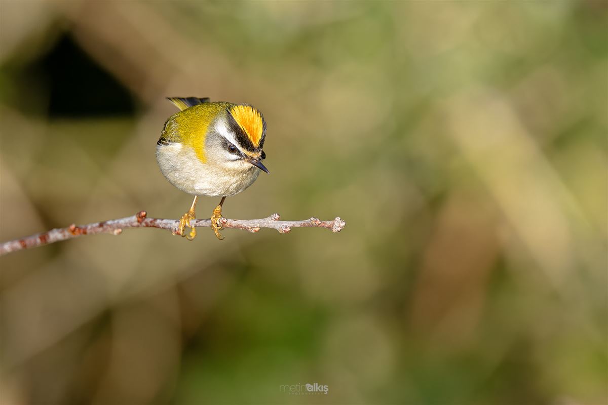 Common Firecrest
