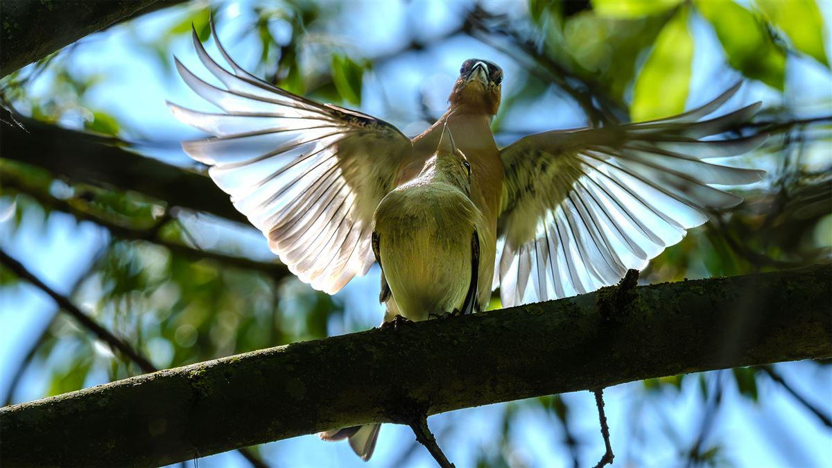 Eurasian Chaffinch