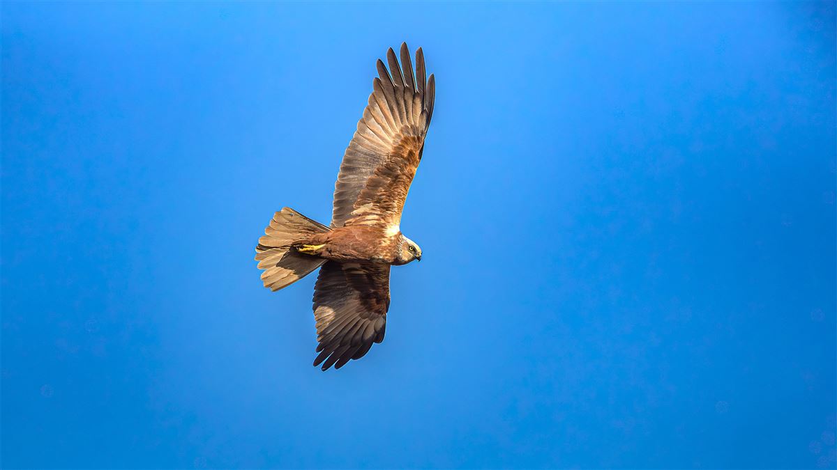 Western Marsh Harrier