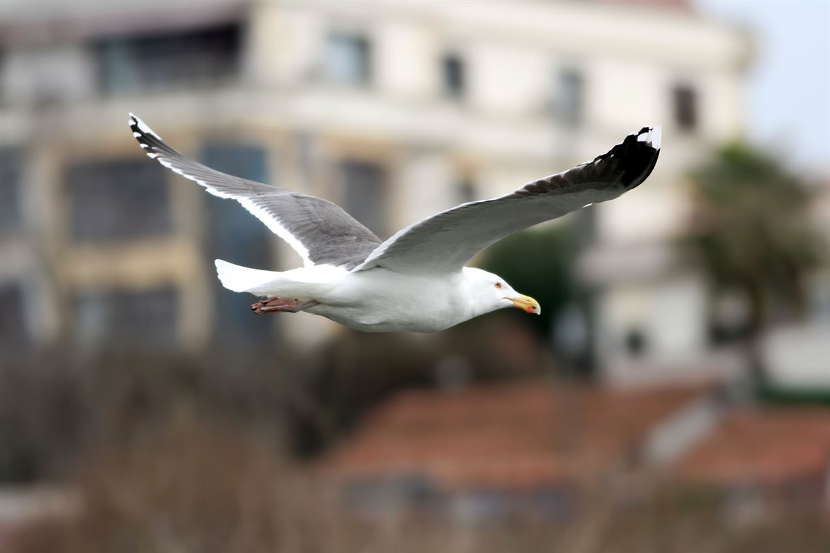 Great Black-backed Gull