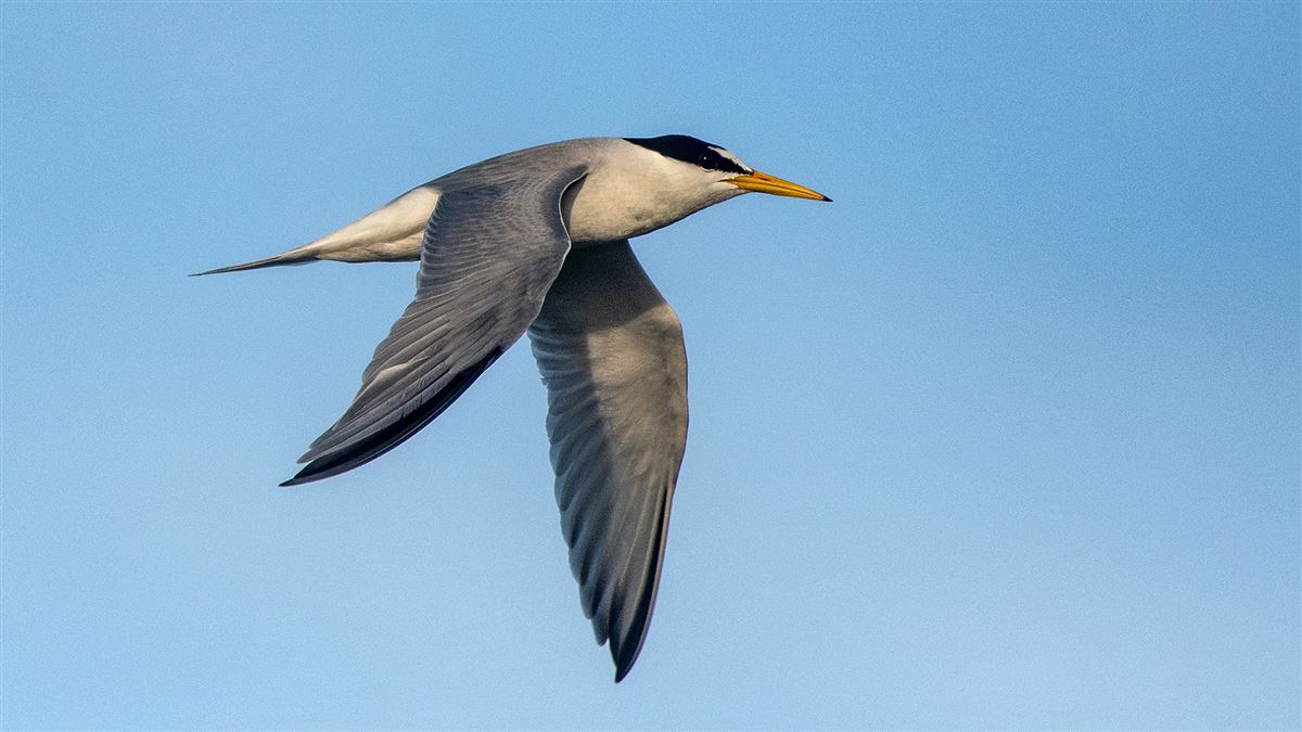 Little Tern