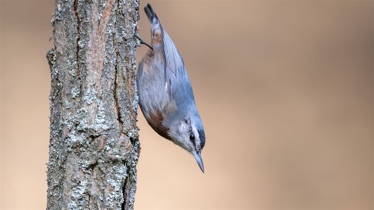 Krüper`s Nuthatch