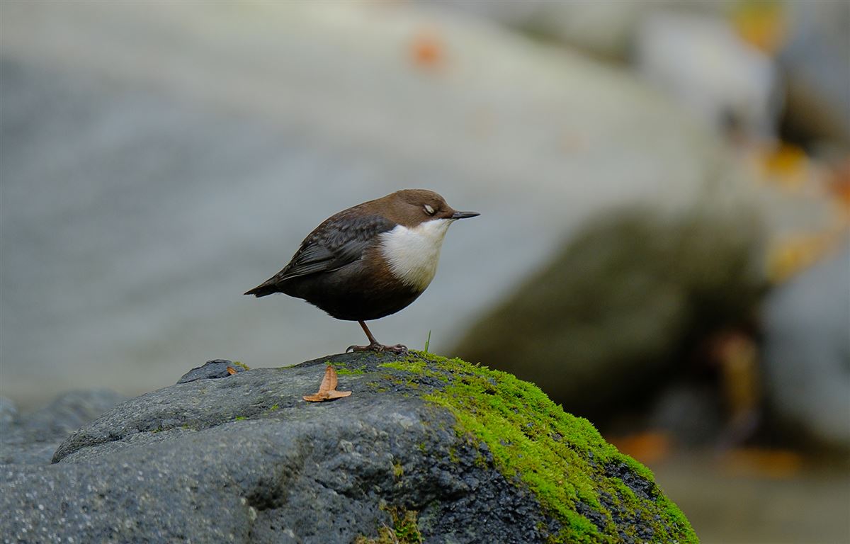White-throated Dipper