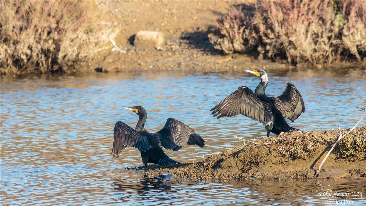Great Cormorant