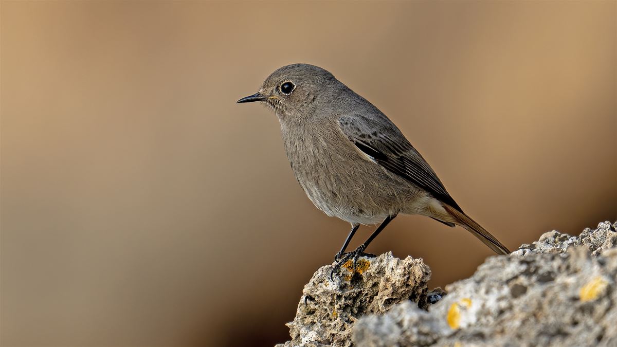 Black Redstart