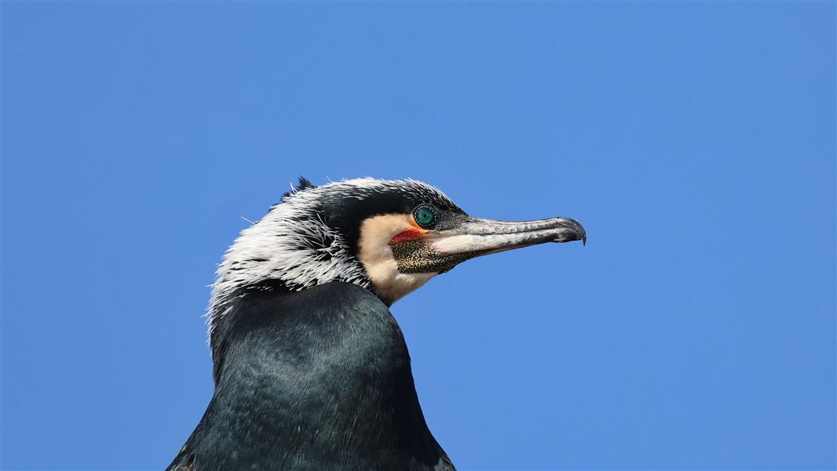 Great Cormorant