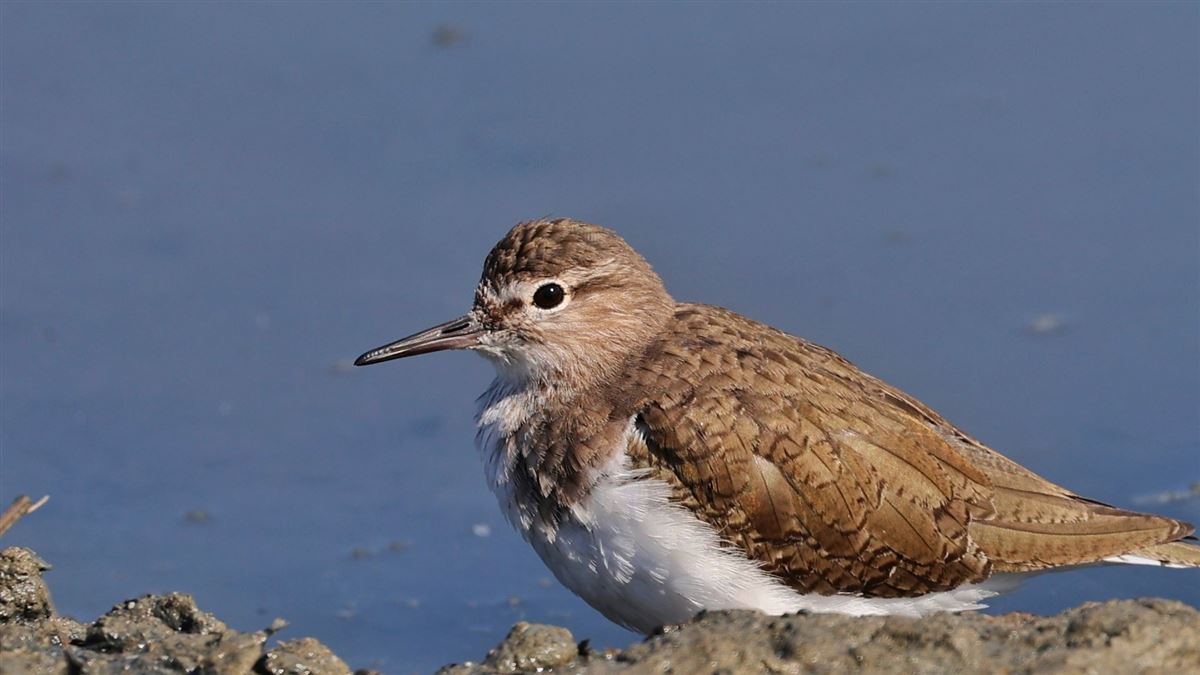 Common Sandpiper