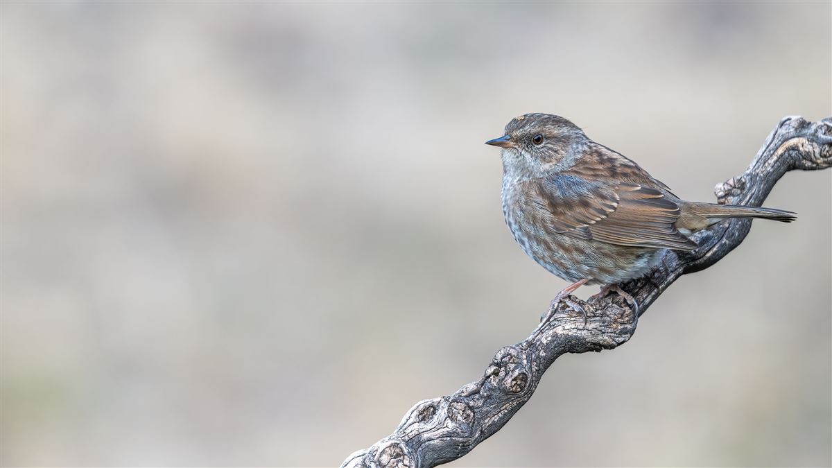 Dunnock