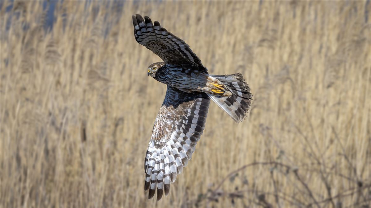 Hen Harrier