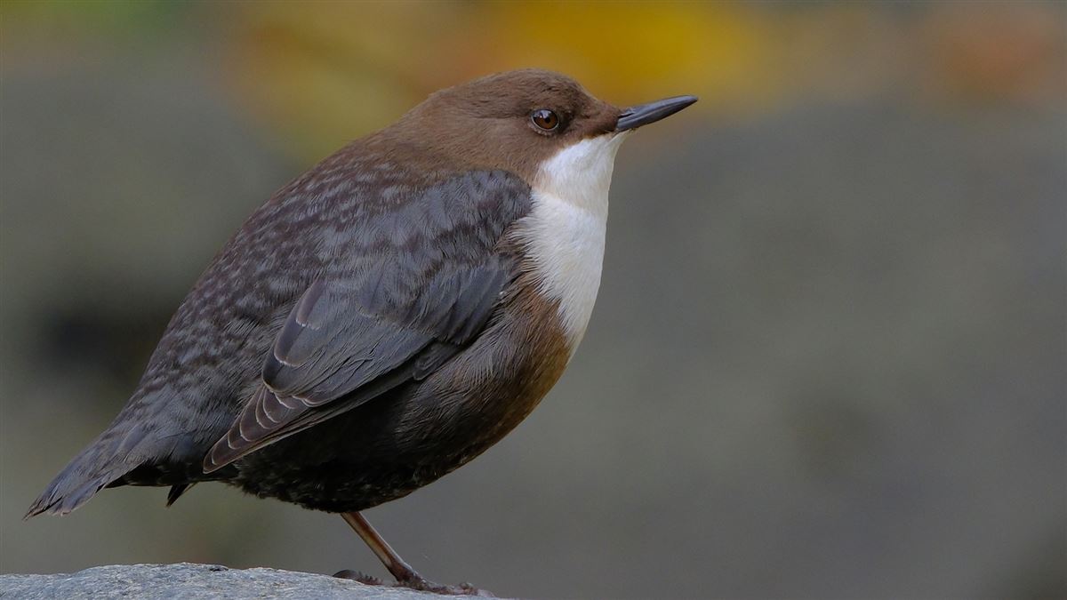 White-throated Dipper