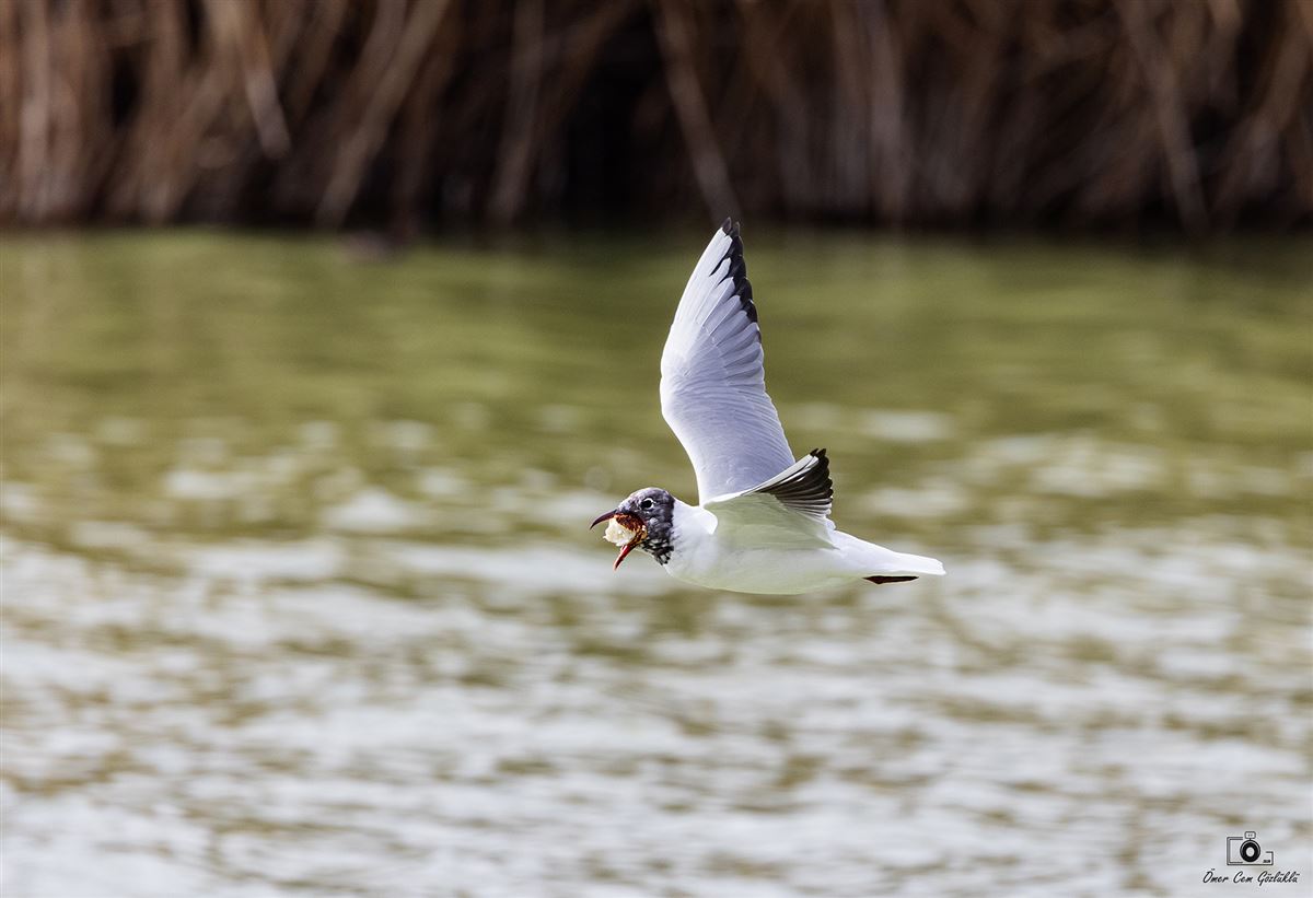 Black-headed Gull