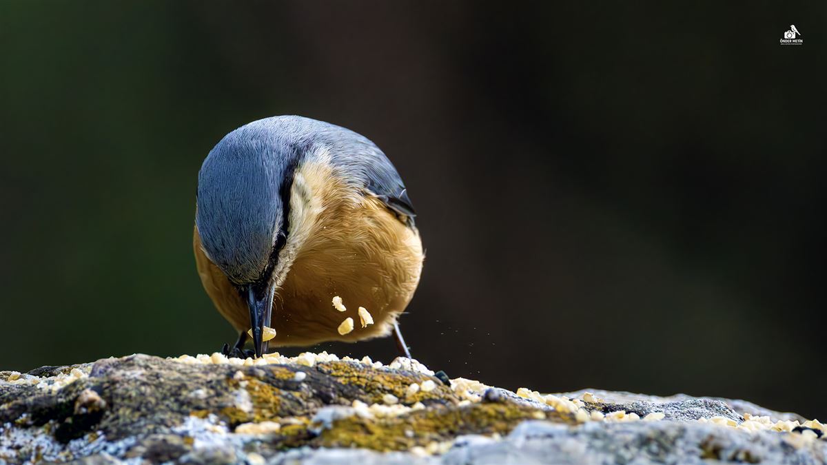 Eurasian Nuthatch