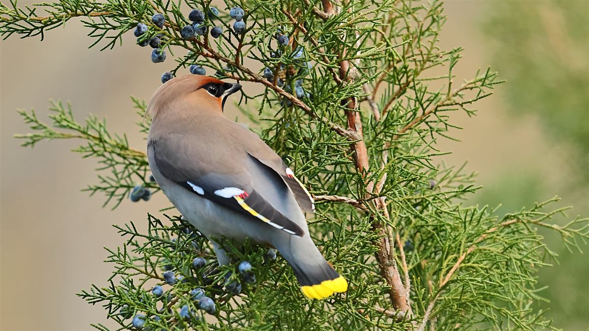 Bohemian Waxwing