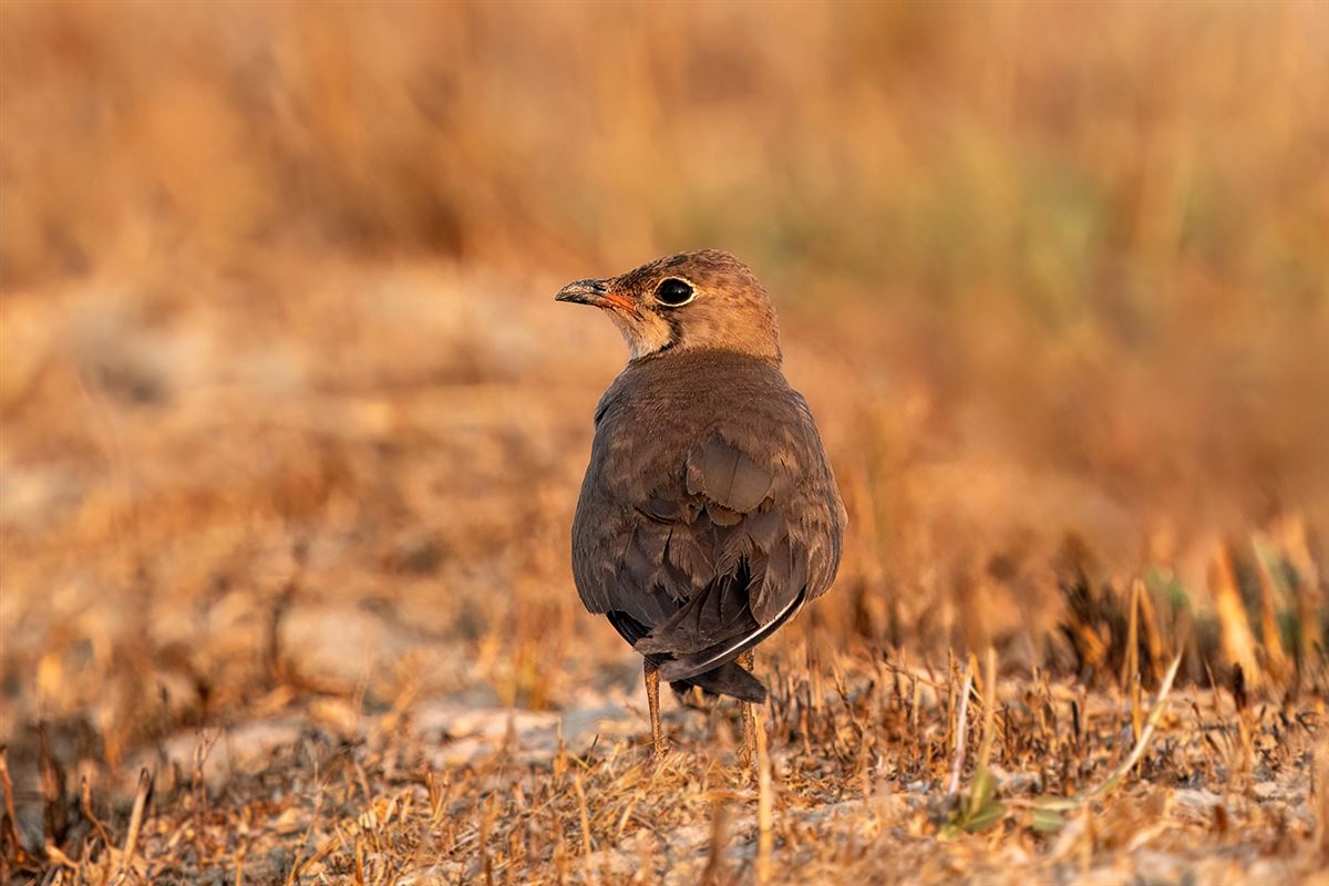 Collared Pratincole