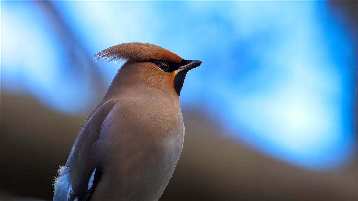 Bohemian Waxwing