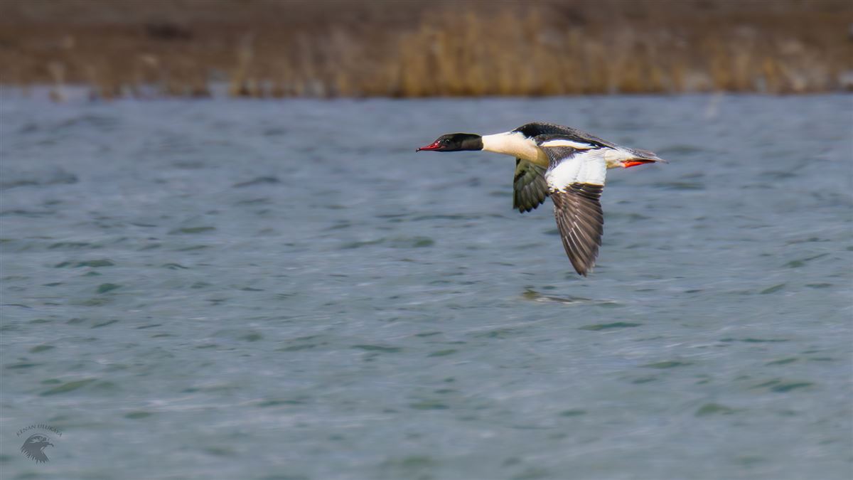 Common Merganser