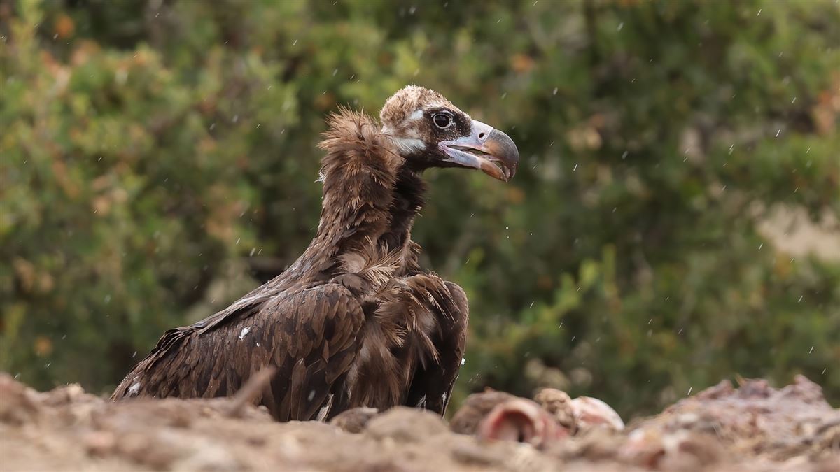 Cinereous Vulture